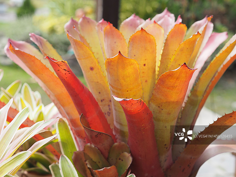 凤梨科植物，色彩鲜艳的菠萝图片素材