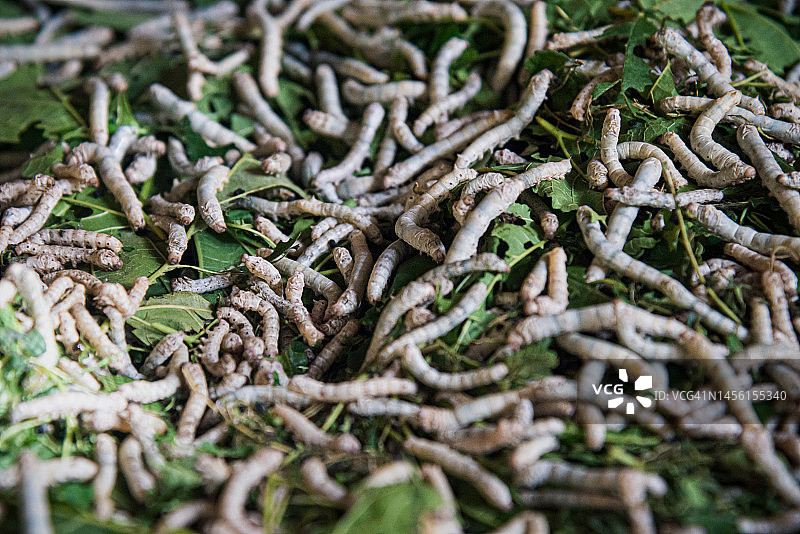 老挝的蚕，东南亚图片素材