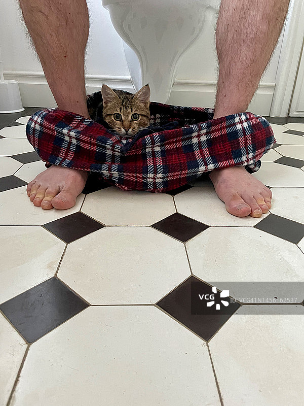 小猫和洗手间图片素材