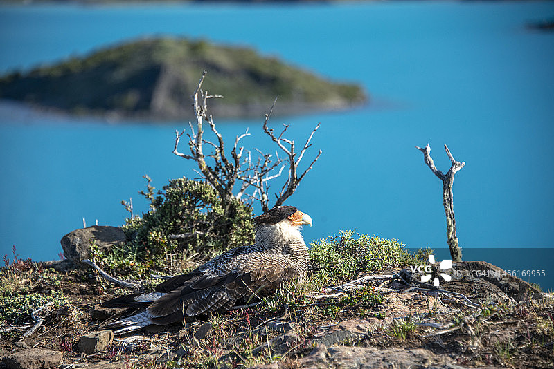 在智利百内国家公园的卡拉卡拉鸟图片素材