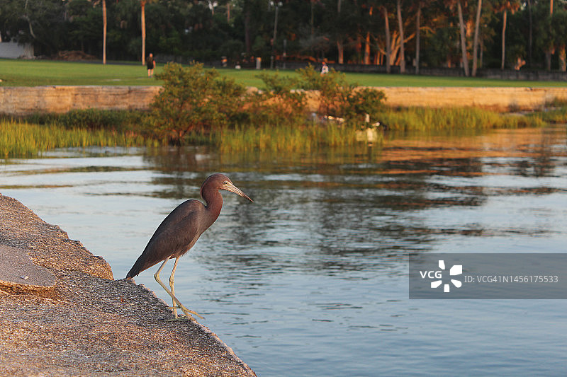 在圣奥古斯丁堡海堤上探索的小蓝鹭图片素材