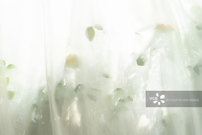 薄纱窗帘上的植物阴影图片素材