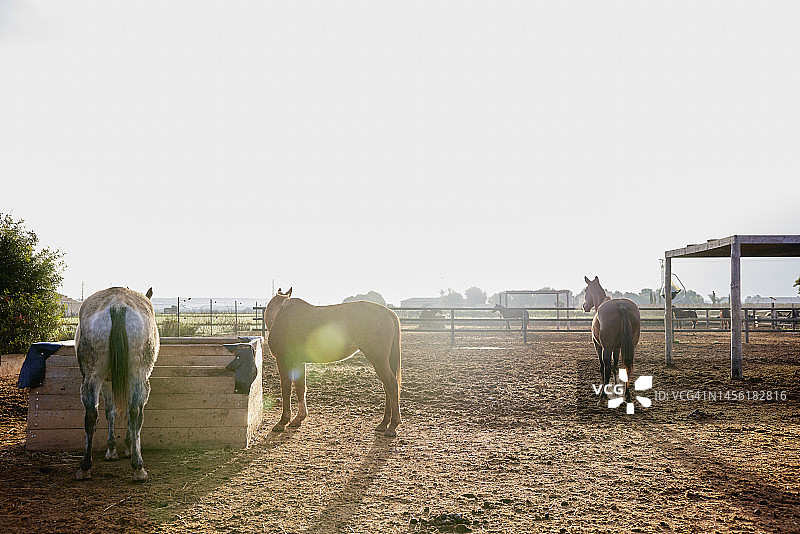 西班牙乡村牧场围场中的马群图片素材