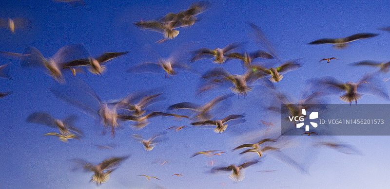 摩洛哥索维拉海港斯卡拉城墙上的海鸥图片素材