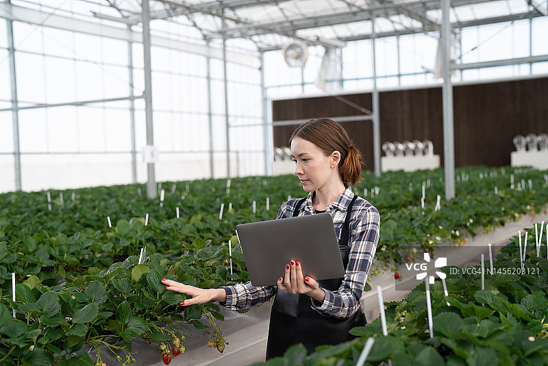 温室草莓种植：创新农业控制技术图片素材