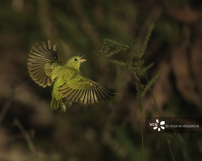 空中采摘图片素材