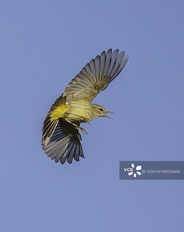 飞行中的棕榈莺图片素材
