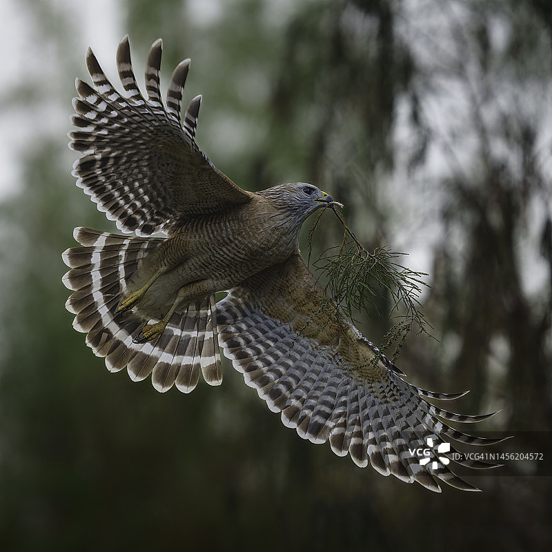 携带筑巢材料的红肩䴕图片素材