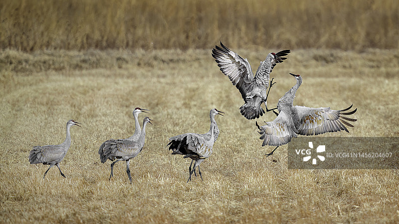 沙丘鹤争吵图片素材