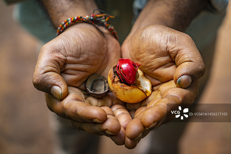 斯里兰卡新鲜肉豆蔻图片素材