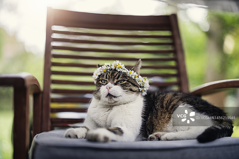 戴着花环坐在后院椅子上的猫图片素材