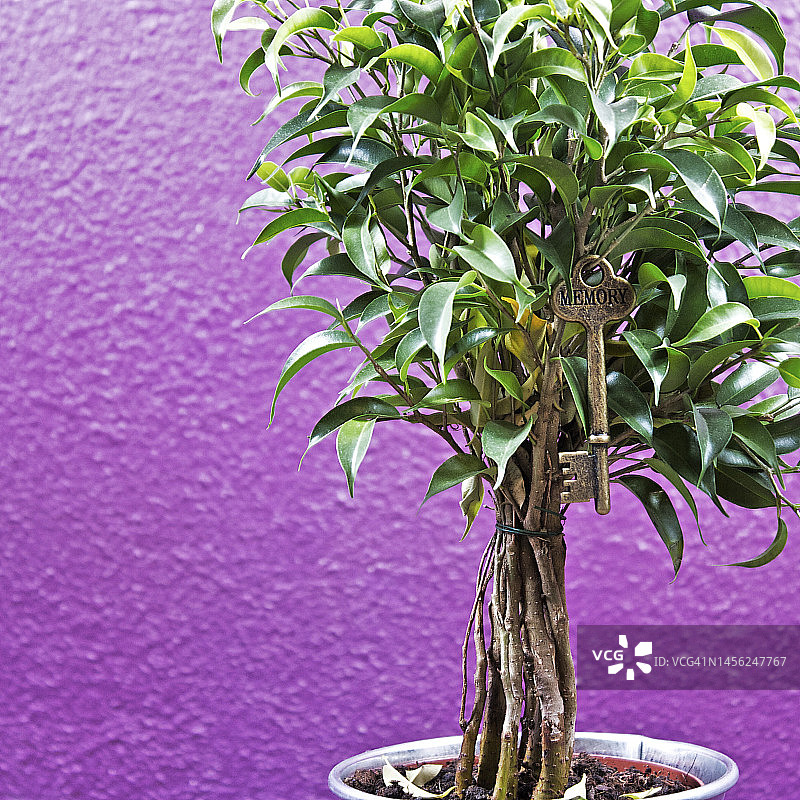 记忆之钥旁的室内绿色植物图片素材