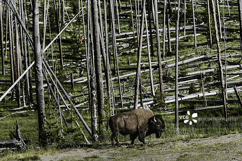 黄石国家公园自然保护区内的野牛图片素材