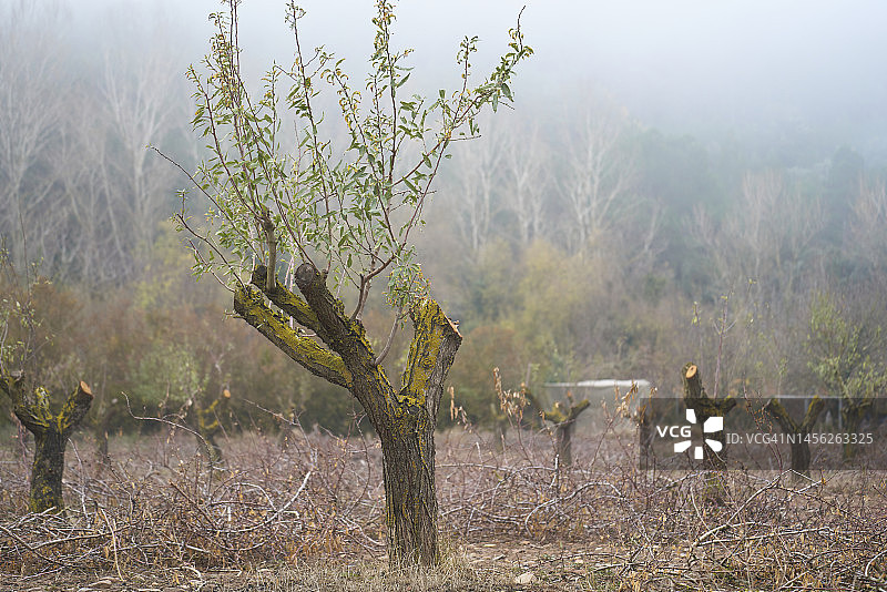 树干上长满苔藓的弦树图片素材