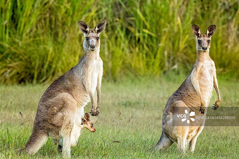带小袋鼠的袋鼠图片素材