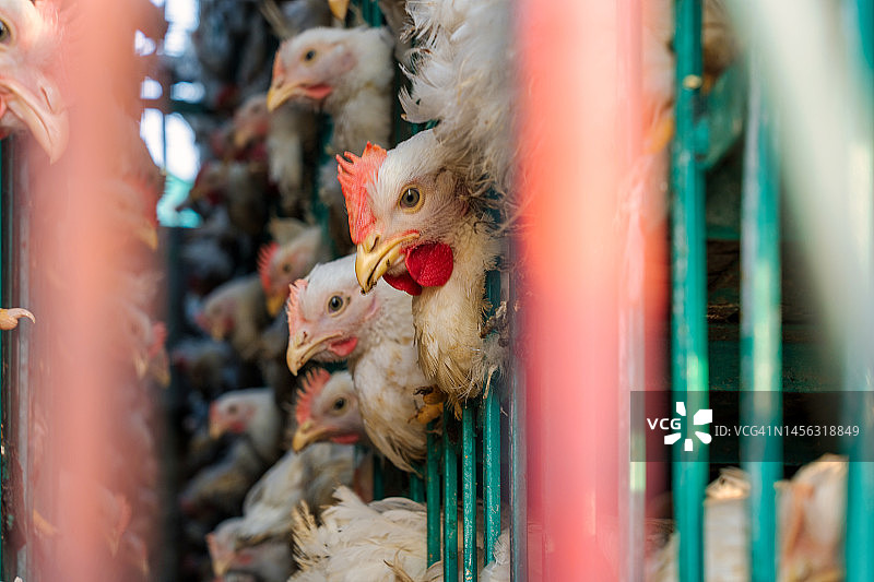 巴基斯坦：皮卡车上拥挤的鸡笼运输图片素材
