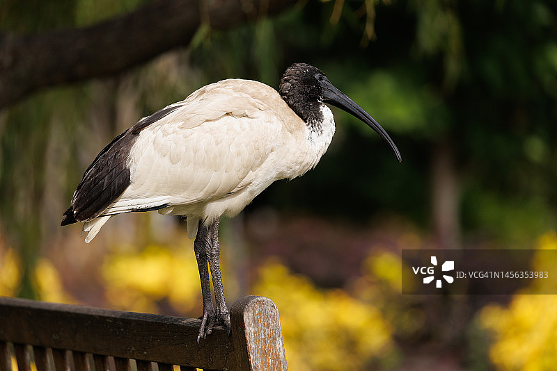 澳洲白鹮图片素材