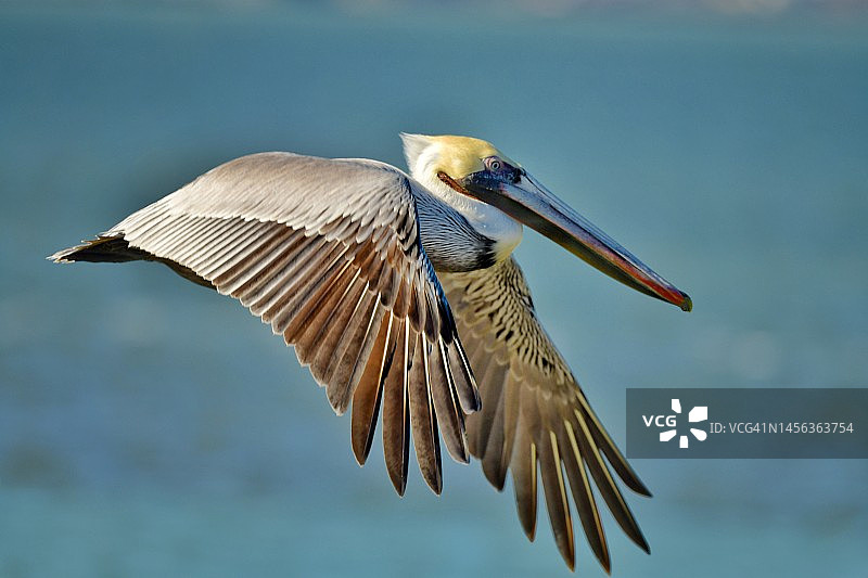 展开翅膀飞行的棕色鹈鹕图片素材