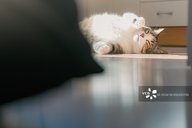 躺在地板上的猫咪图片素材