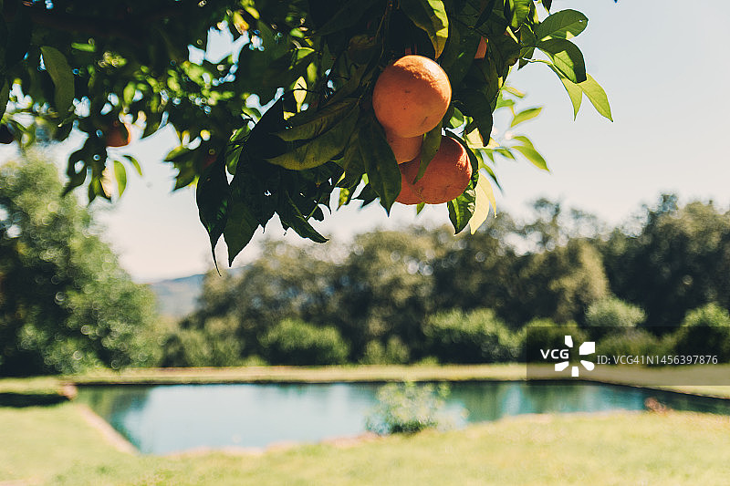 橙子树和悬挂的橙子，背景是游泳池图片素材