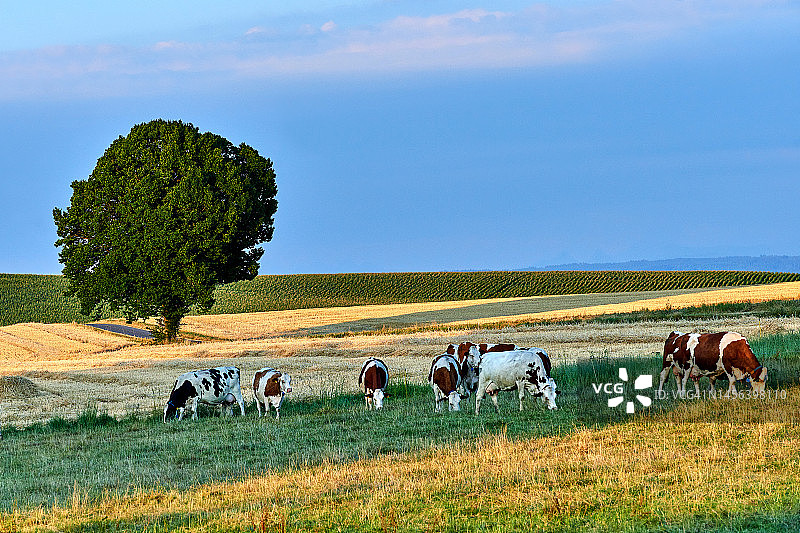 夕阳下的农田牛群图片素材