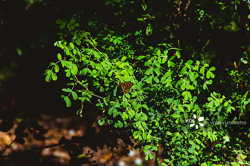 树上的蝴蝶图片素材