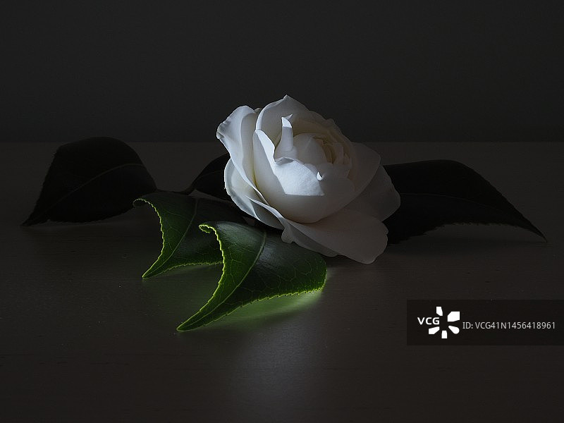 强光下的山茶花图片素材