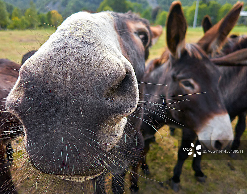 爱管闲事的人图片素材