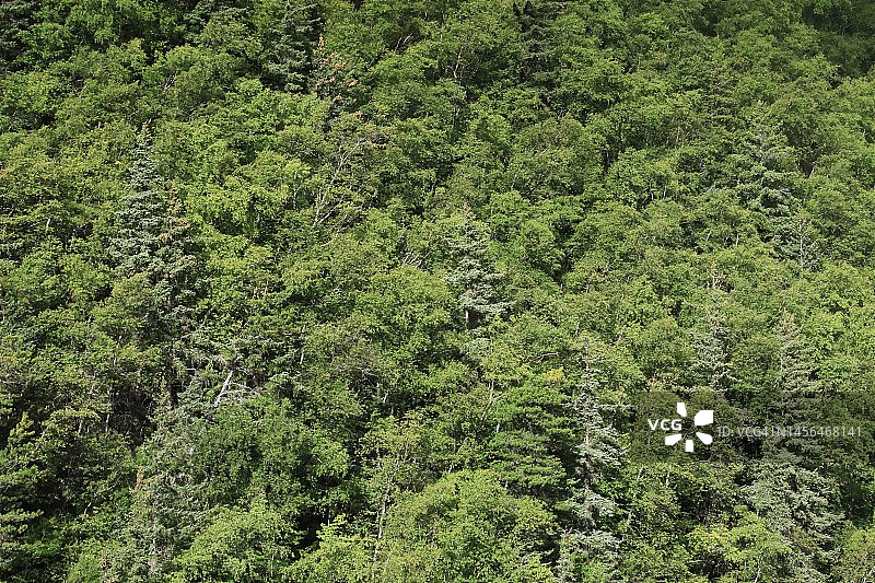 茂密的树林鸟瞰图图片素材