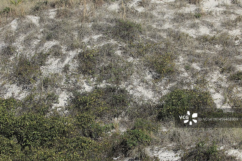 有植被生长的沙丘图片素材