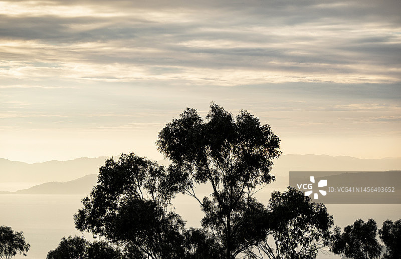 旧金山海湾和桉树景色图片素材
