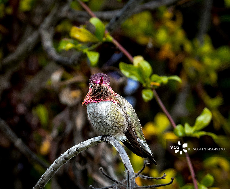 看着镜头的蜂鸟图片素材