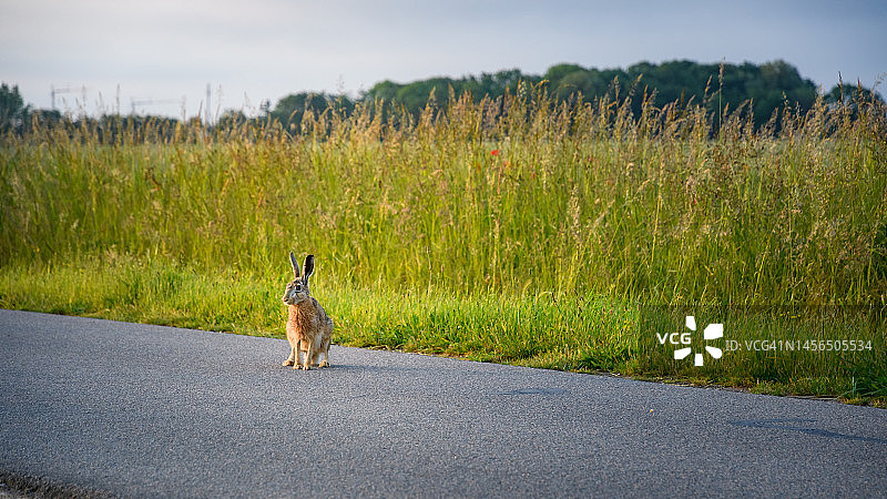 草地路上的野兔图片素材