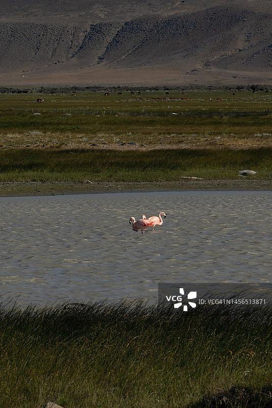 巴塔哥尼亚 Lagoon 的火烈鸟 | 阿根廷图片素材