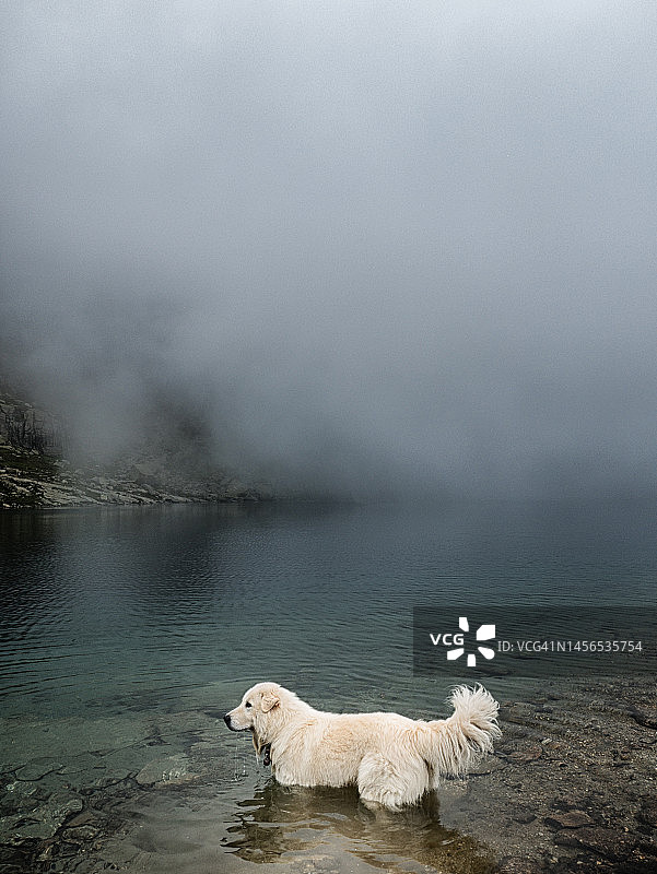 高山湖中的狗图片素材