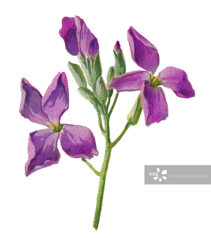 植物学彩色石印插画：紫罗兰图片素材