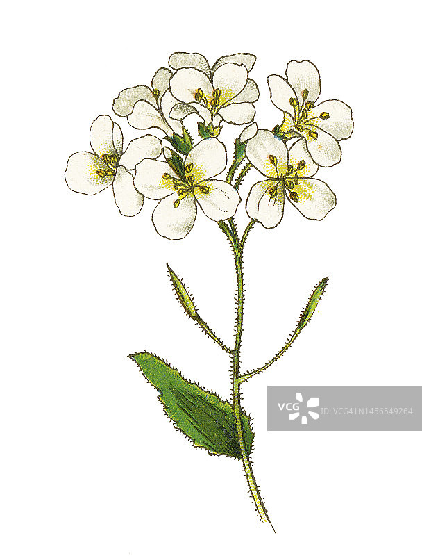 高山庭荠植物复古彩石版画插图图片素材