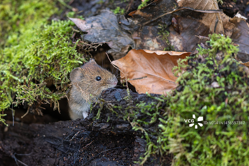 好奇的欧洲田鼠图片素材