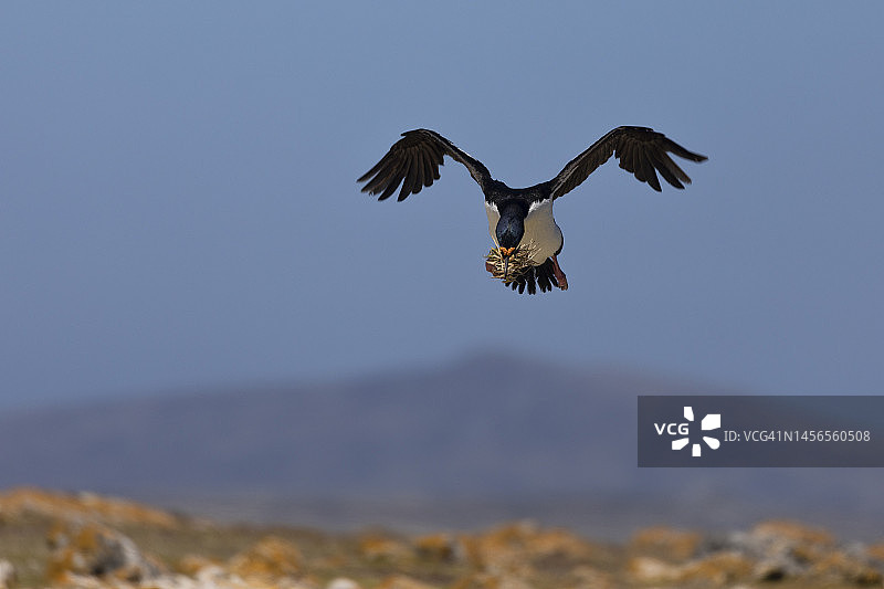 白腹鸬鹚：福克兰群岛图片素材