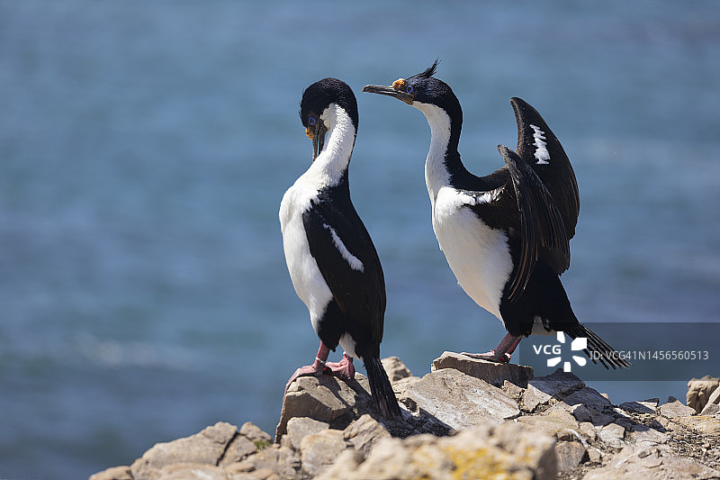 帝王鸬鹚，白腹海鸬鹚，福克兰群岛图片素材
