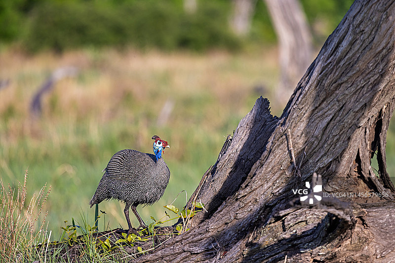 珍珠鸡站在枯树的树枝上图片素材