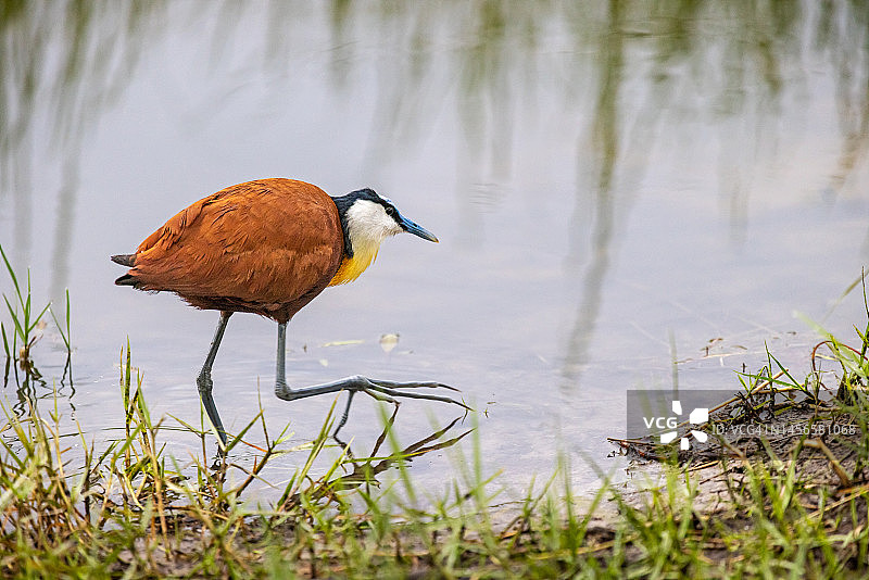 湿地中的非洲水雉图片素材
