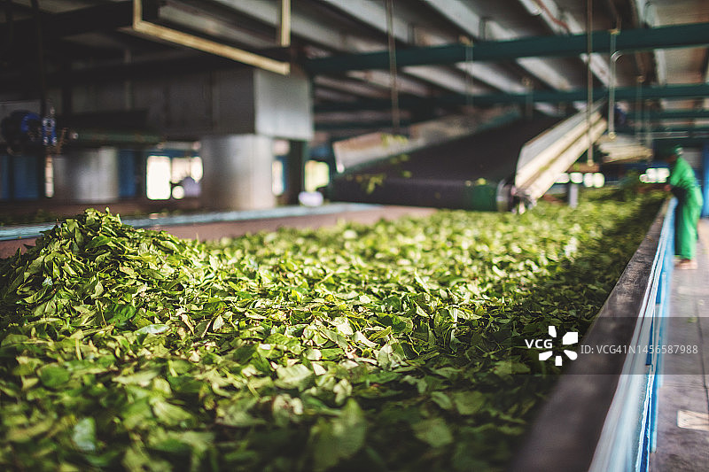 斯里兰卡茶厂的茶叶生产图片素材