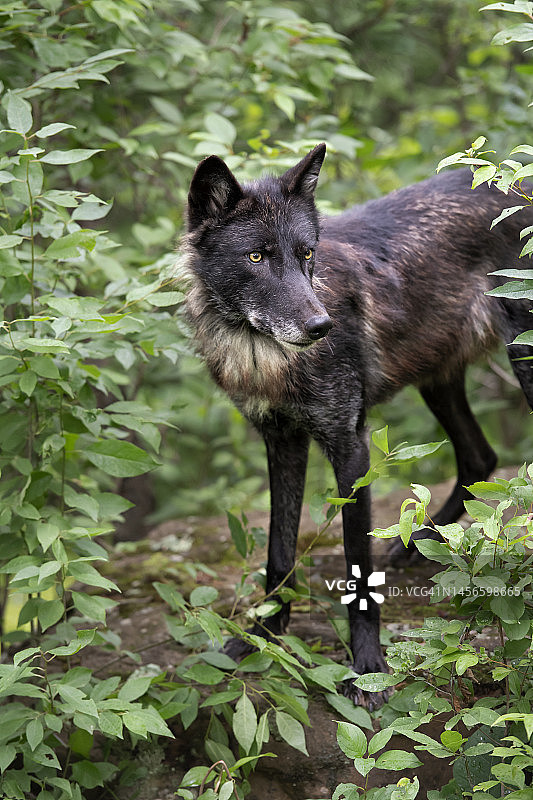 美国的狼图片素材