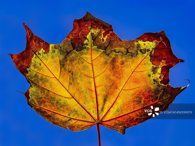 背光下的秋色枫叶（槭树），德国摄影棚拍摄图片素材