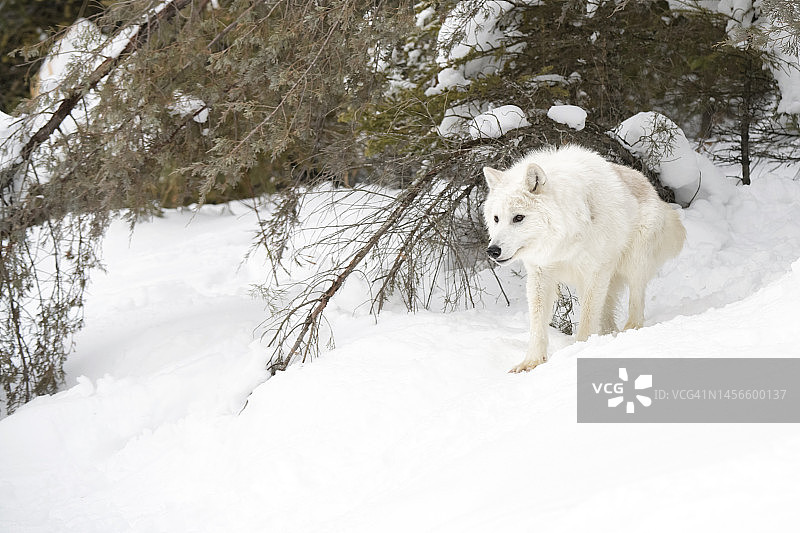 美国的狼图片素材
