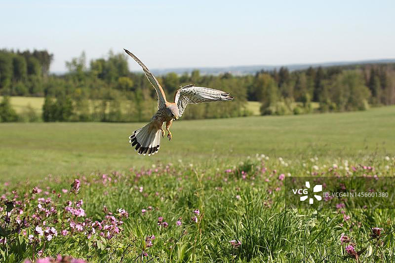 在花丛草地上捕猎老鼠的雄性红隼，德国巴伐利亚图片素材