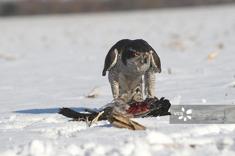 苍鹰在雪地里捕食乌鸦，德国巴伐利亚阿尔高地区图片素材