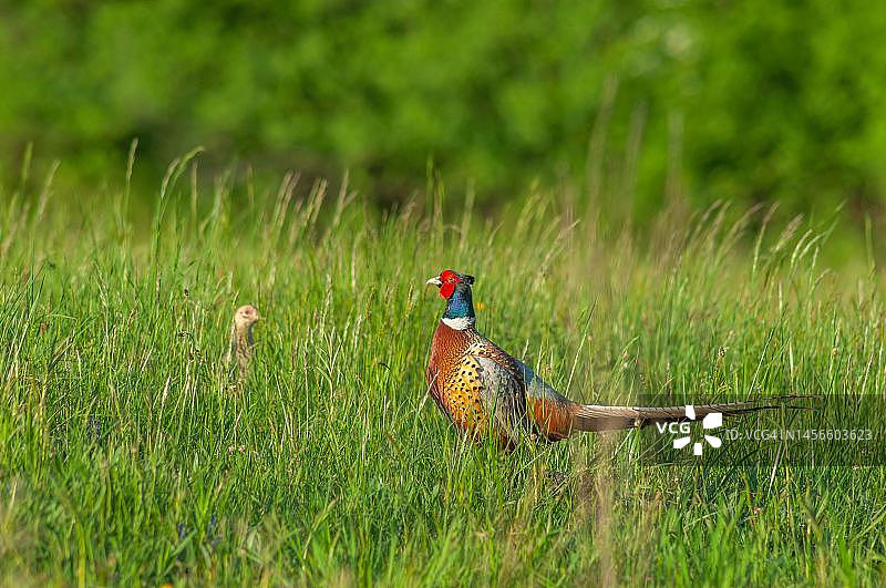 正在向雌性展示的普通雉鸡（法国阿尔萨斯）图片素材