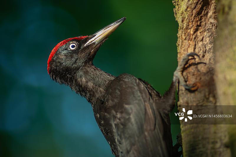 黑啄木鸟（Dryocopus martius）带蚂蚁幼虫喂雏鸟，法国阿尔萨斯图片素材